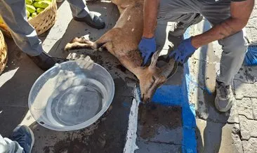 Köpek saldırısında yaralanan koruma altındaki yaban keçisi kurtarılamadı #tunceli