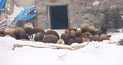 Iğdır yeniden beyaza büründü