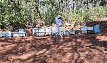 Menteşe’de arılı kovan tespiti #mugla