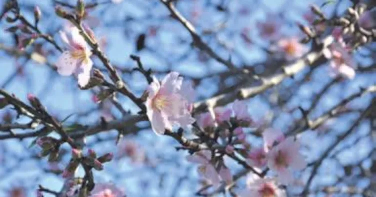 Badem meyve verdi sıra eriğe geldi