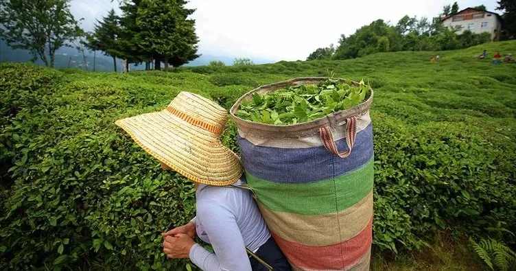 Çayı ihracatından 7 ayda 13,2 milyon dolarlık gelir sağlandı