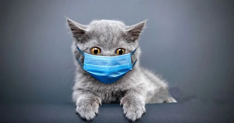 Kedi koronavirüsü için PCR kiti geliştirildi