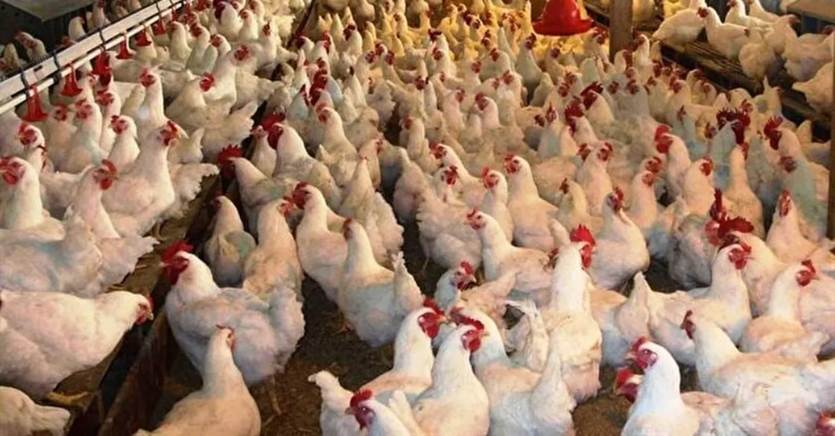 Fransa Da Kus Gribi Alarmi Son Dakika Haberler