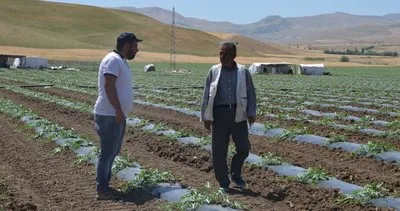 Muş'ta çiftçiler 30 bin dekar alana karpuz fidesi dikti #mus