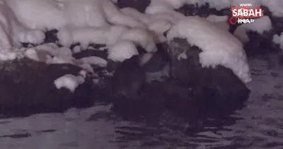 Koruma altında bulunan su samurları Munzur Çayında görüntülendi | Video