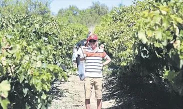 Çinliler geldi üzüm topladı