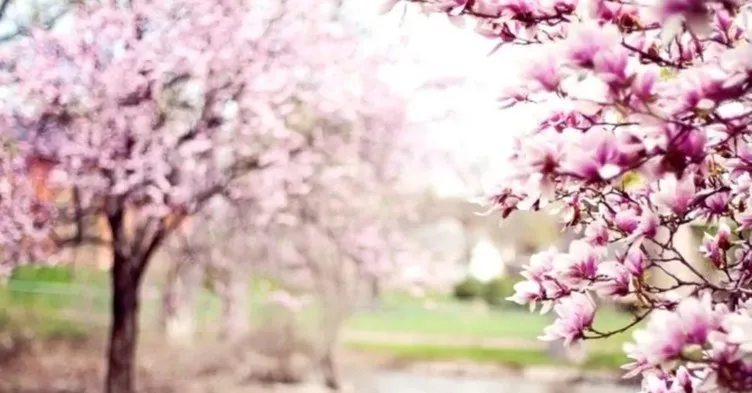 21 Mart İlkbahar Ekinoksu nedir, özellikleri neler? İlkbahar Ekinoksu etkileri