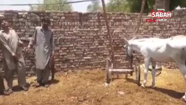 Pakistan'da sıra dışı operasyon! Yasa dışı bahis çetesi çökertildi, bir eşek de gözaltına alındı | Video