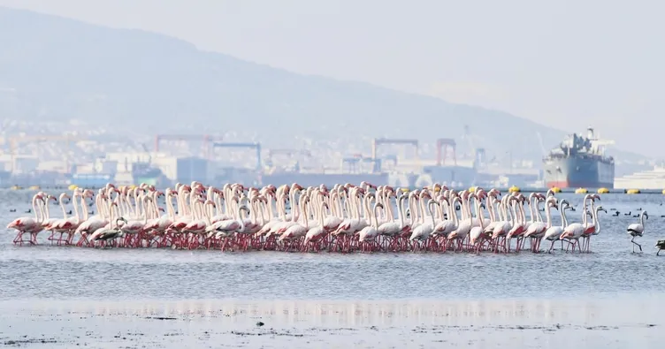 Körfez temizlendi flamingolar döndü