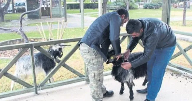Keçileri kaçırdılar