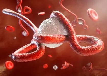Ebola virüsü spermde 9 ay yaşayabiliyor