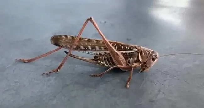 Çekirge Isırır Mı? Çekirge Isırınca Bir Şey Olur Mu, İnsana Zarar Verir Mi?