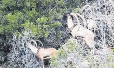 Yaban keçileri görüntülendi