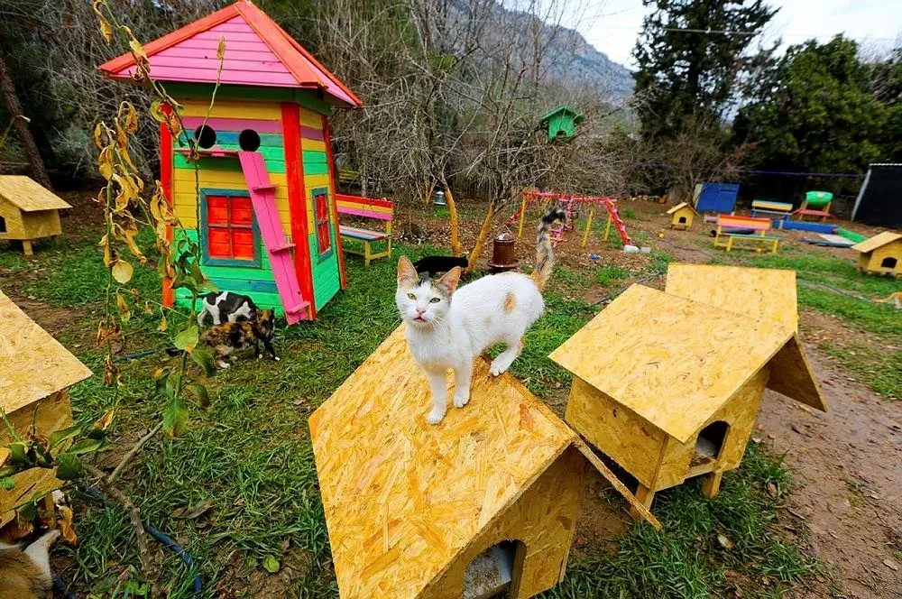 �Mandıra Filozofu�ndan etkilendi, kedi köyü kurdu FotoHaber Yaşam
