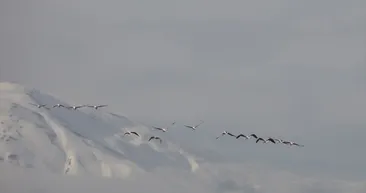 Flamingoların zorlu yolculuğu
