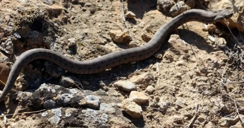 ordu da boynuzlu engerek yilani