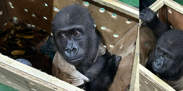 İstanbul Havalimanı’nda goril yakalandı! Ekipler gözlerine inanamadı!