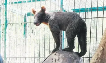 ‘Balkız’ yuvasına döndü