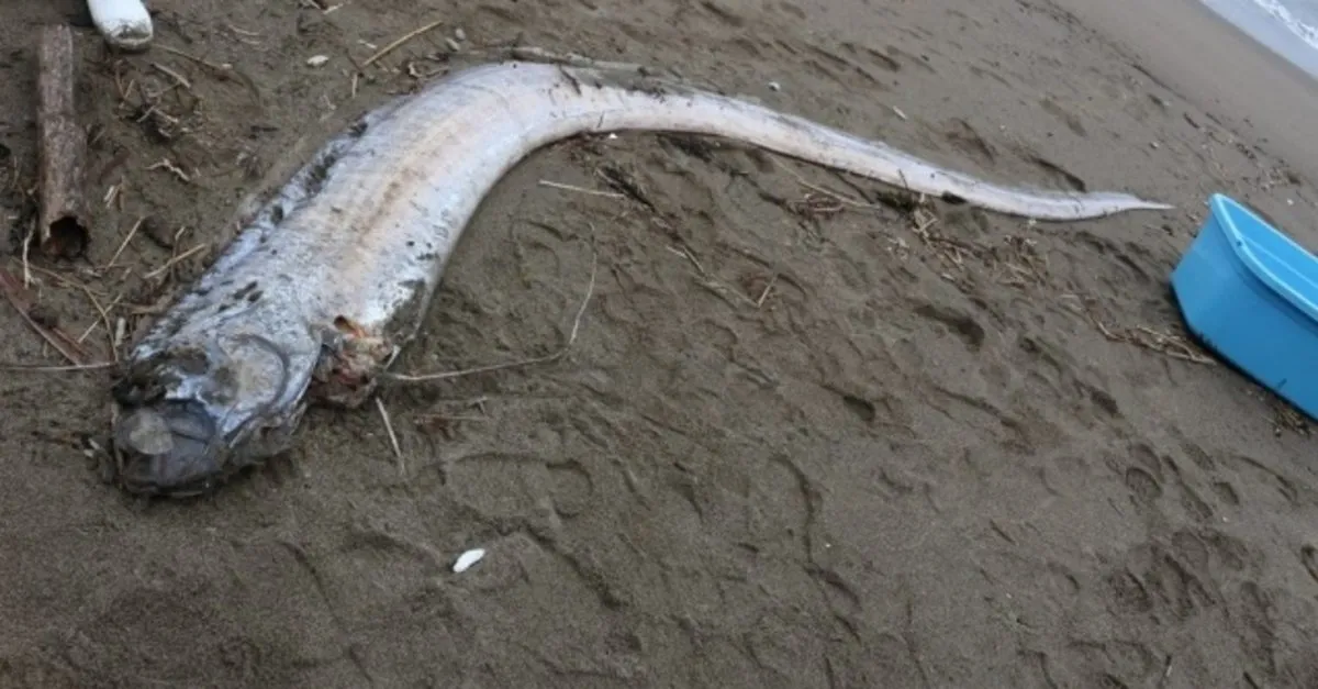 kral ringa baligi nedir japon mitolojisinde gecen kral ringa baligi kac metre boyundadir sayfa 4 son dakika haberler