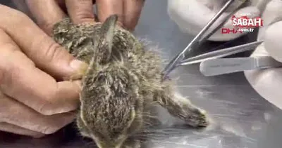 Bartın’da yaralı yavru tavşan tedaviye alındı