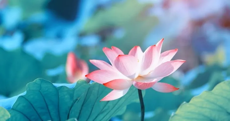 Lotus Çiçeği Anlamı: Lotus Çiçeği Dövmesi Anlamı Nedir, Neyi Simgeler, Ne Demek?