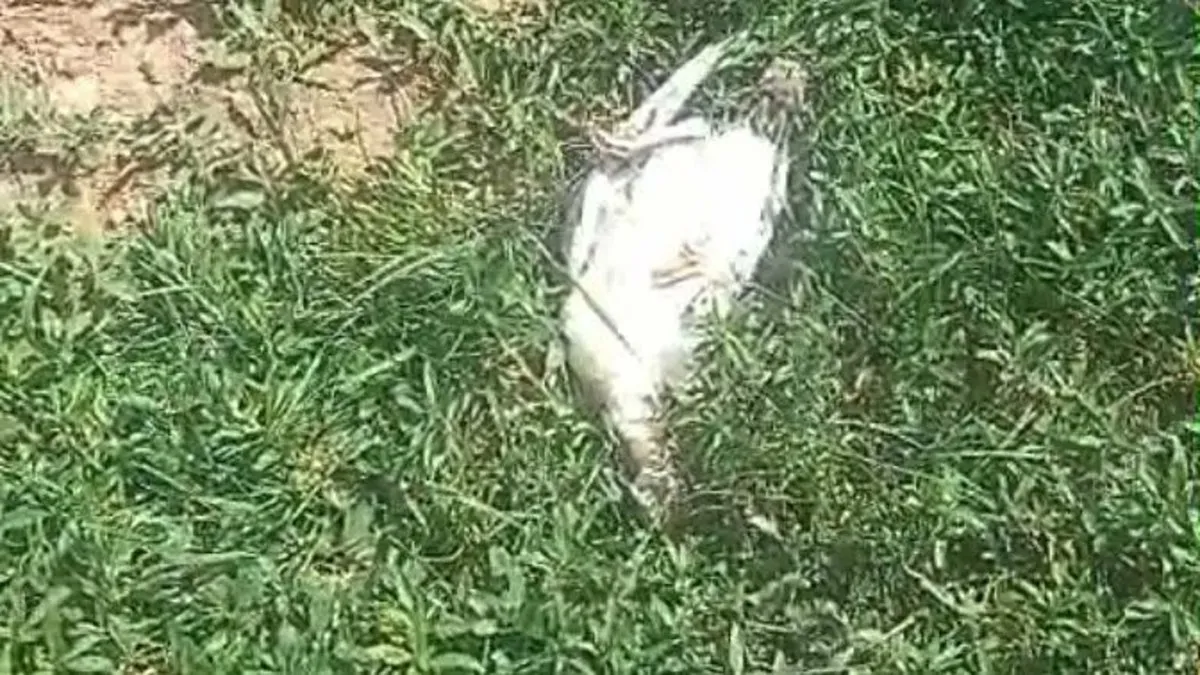 Başıboş köpek dehşeti! Kümes dolusu hayvan telef oldu Başıboş köpek dehşeti! Kümes dolusu hayvan telef oldu