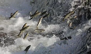 Van’da kaçak avcılıkla mücadele