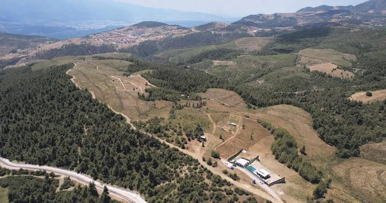 Yüzlerce ağaç kesildi yürek dayanmadı