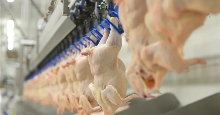 Tavuk eti üretimi yüzde 5,6 arttı