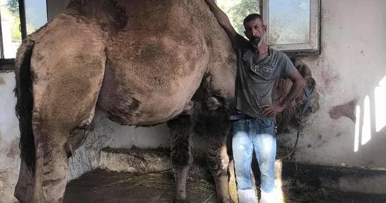 Deve sevgisi sonu oldu