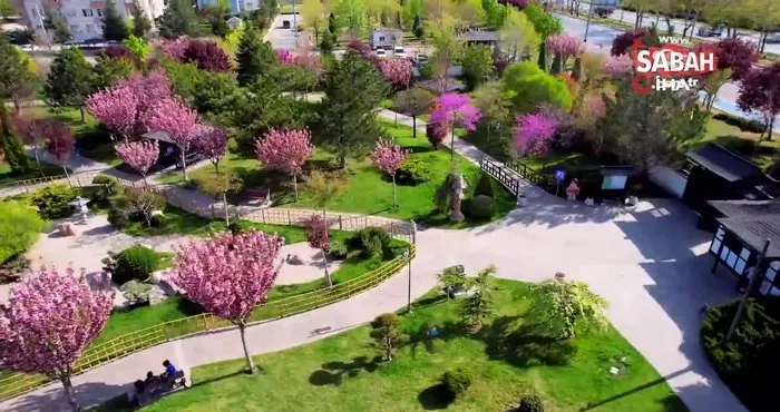 Sakuralar Konya’da çiçek açtı, görüntüler hayran bıraktı | Video