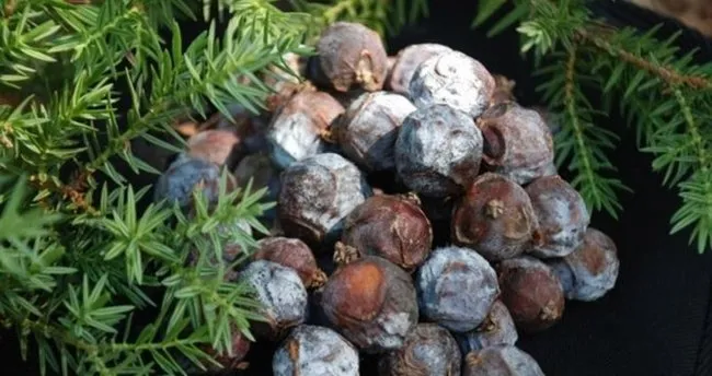 andiz pekmezi faydalari nelerdir ne