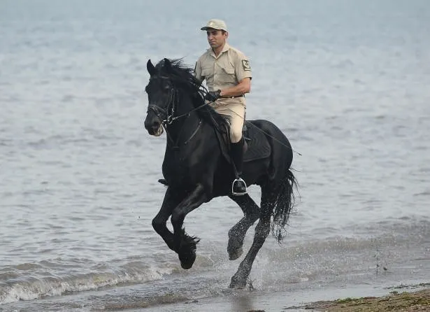 Türk Silahlı Kuvvetlerinin atları böyle eğitiliyor