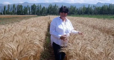 Erzurum'da geliştirilen yeni buğday çeşidi 'Parla' üreticileri sevindirdi #erzurum