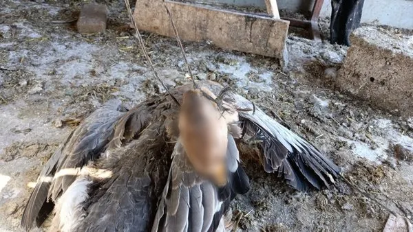 kumeste korkunc manzara hayvan sahibi