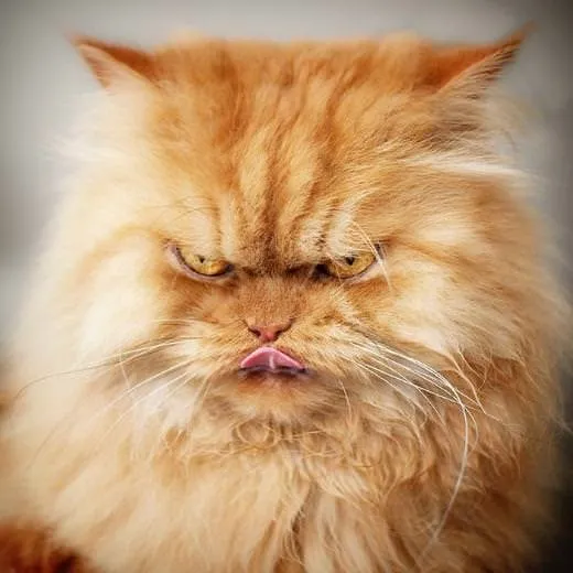 Kızgın Kedi Garfi’ nin Maceraları