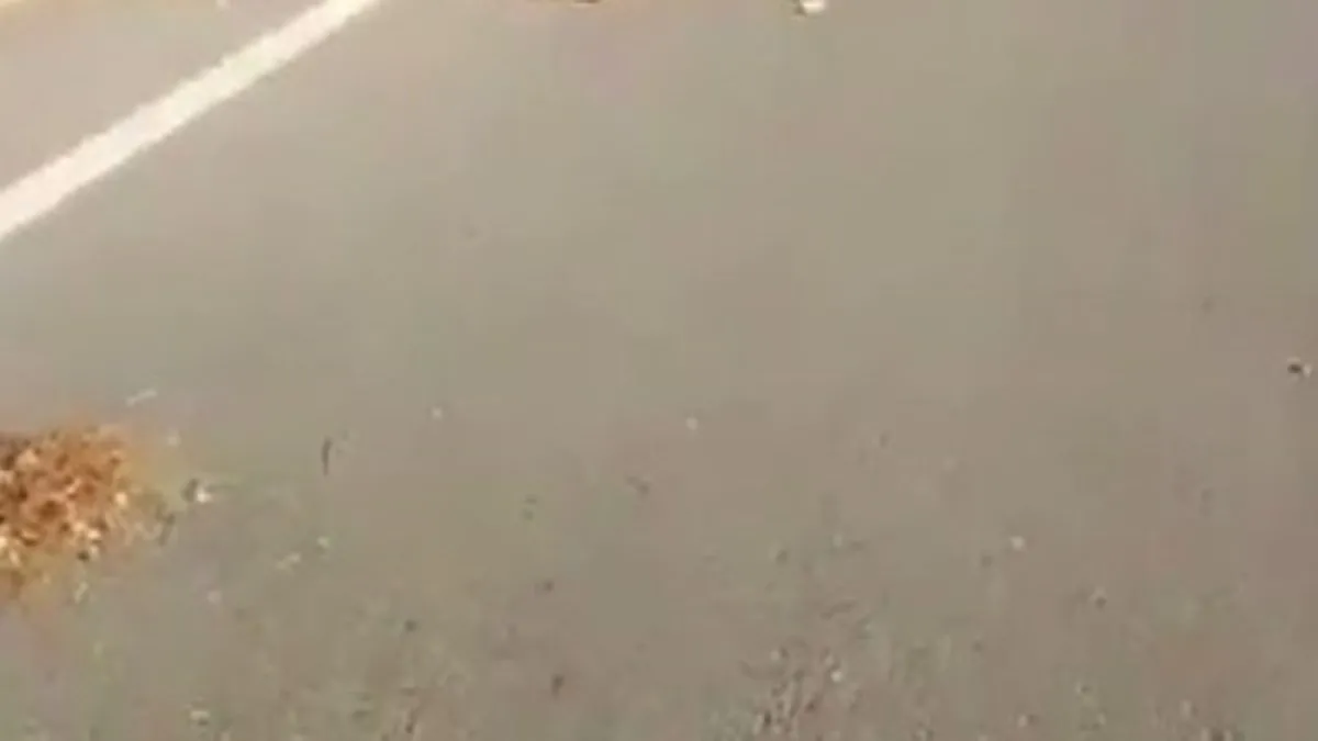 Yola atlayan köpek kazaya neden oldu: 1 ölü 2 yaralı!