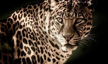 Hindistan’da bir okula leopar girdi