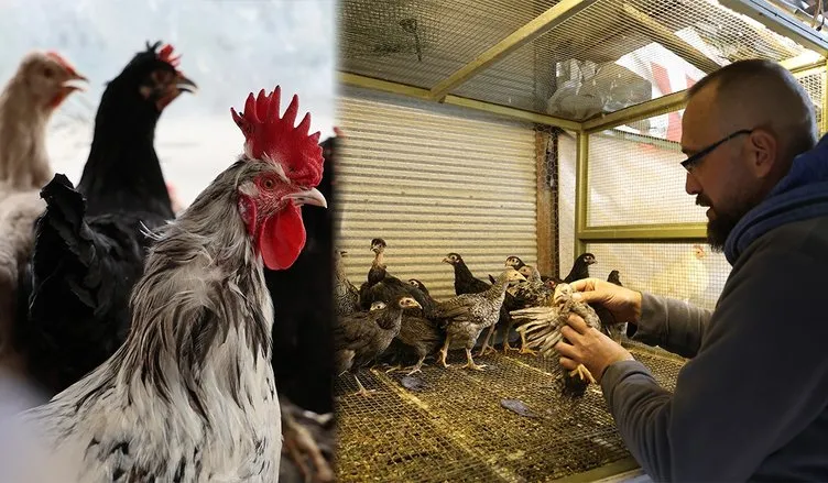 Tavukların verimini artırmak için öyle bir yol denedi ki: Hanımım bile kıskanıyor!