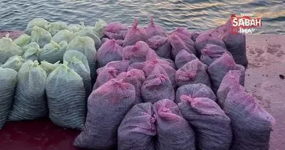 Üsküdar’da 1 buçuk ton kaçak midye ele geçirildi | Video