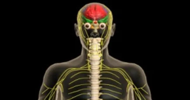 Sinir sistemi nedir? kaça ayrılır?