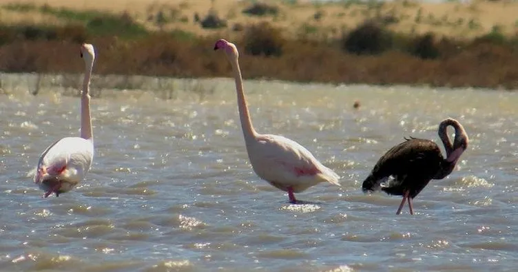 Ender görülen siyah flamingo heyecanı