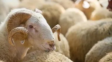 2025 Kurban Bayramı tarihleri: Kurban Bayramı ne zaman, kaç gün kaldı, bayram tatili kaç gün?