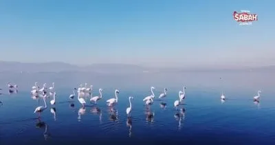 İzmit Körfezi’nde flamingo sürprizi | Video
