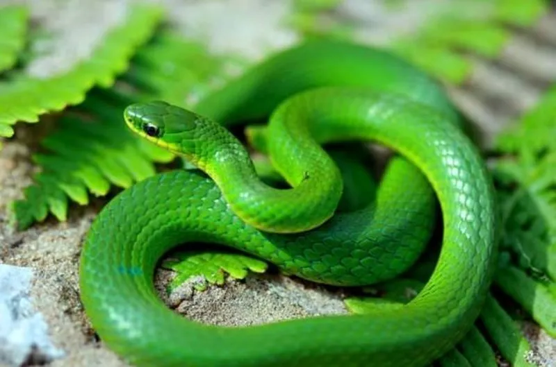 sabah
