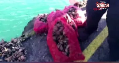 Sarıyer ve Bakırköy’de kaçak avlanan 2 buçuk ton midyeye el konuldu!