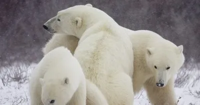 Rusya’da kutup ayıları nedeniyle ilan edilen ‘acil durum’ sürüyor