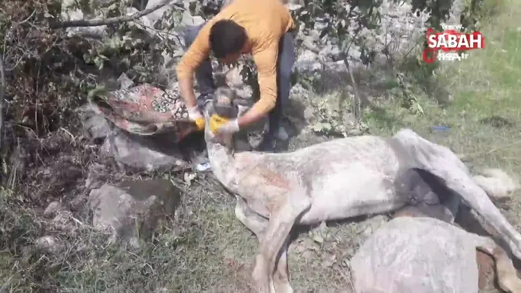 Ölüme terkedilen at, yürekleri sızlattı