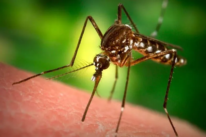 Yeni tehdit Zika virüsü