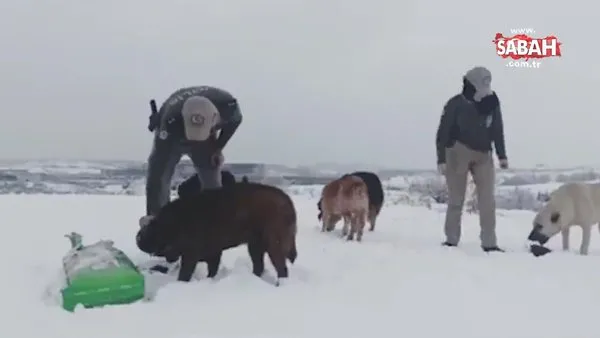 HAYDİ polisi hayvanları yalnız bırakmadı | Video